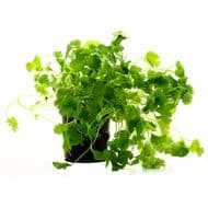 Les Paysans Bio Coriandre biologique, 1 pot