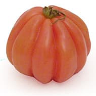 Fermes Debout  Tomate Coeur de Boeuf