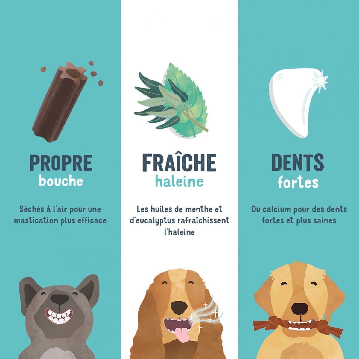 5407007142200 - Edgard Cooper - Stick à mâcher Fraise et Menthe- Friandise Récompense pour Grand Chien Adulte x7