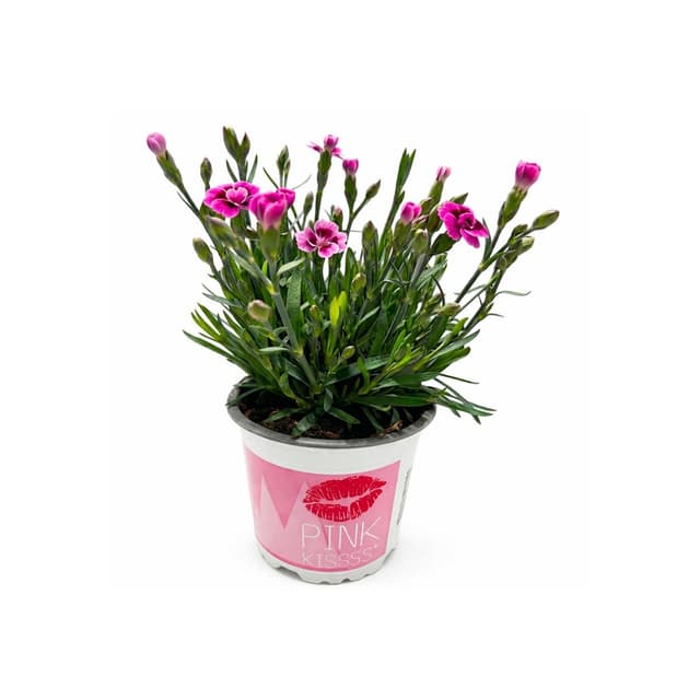 8717191510509 -  - Œillet de Poète rose 