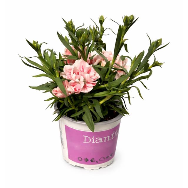 8717191510509 -  - Œillet de Poète rose 