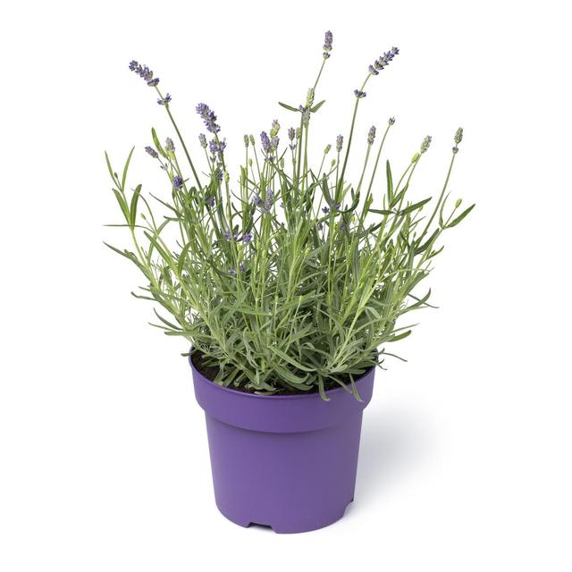 2050000403019 -  - Lavande 