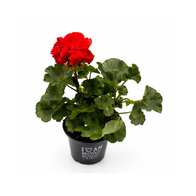 8717191029728 -  - Géranium rouge 