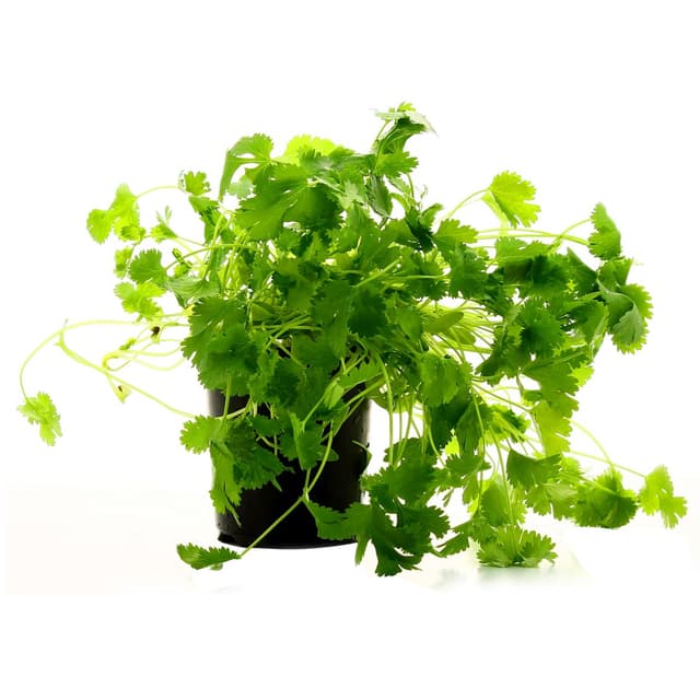 3664641008411 - Les Paysans Bio - Coriandre biologique