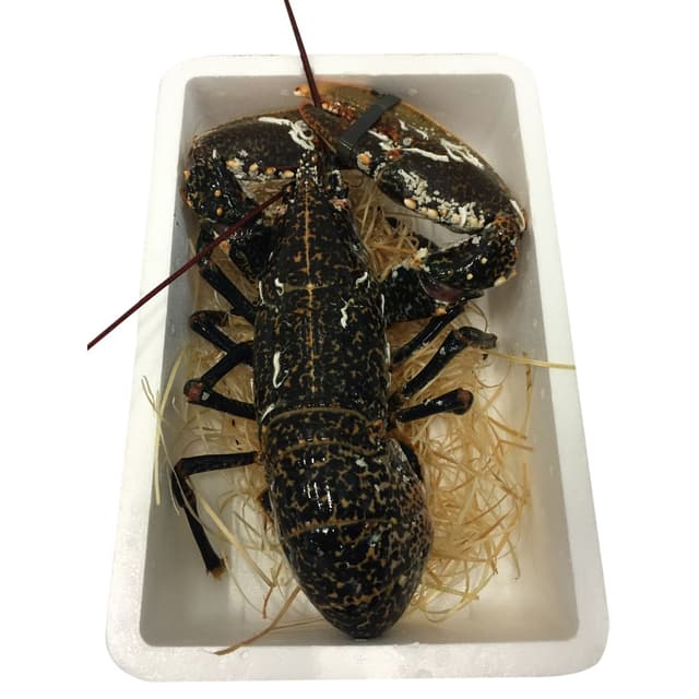 2050000328350 -  - Homard bleu vivant