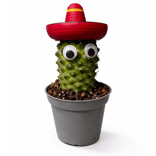 2050000420634 -  - Mini Cactus