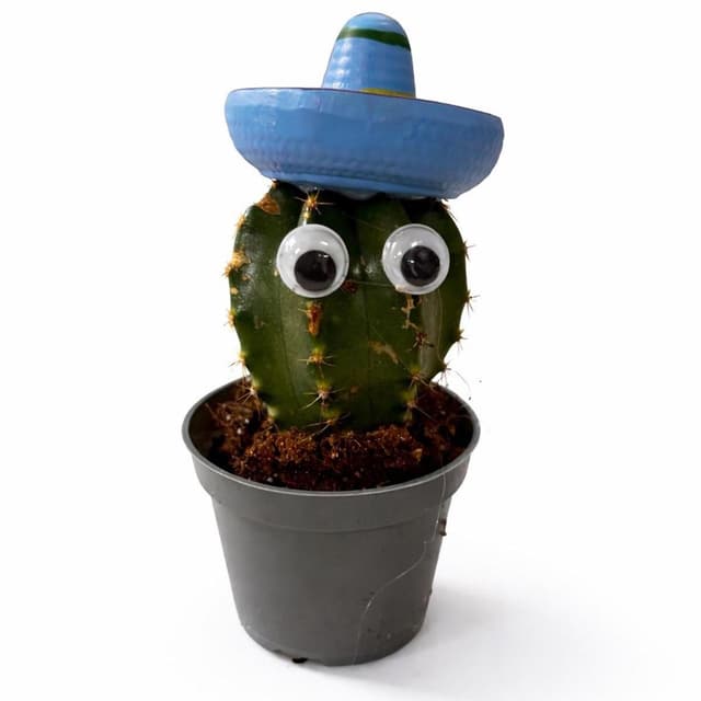 2050000420634 -  - Mini Cactus