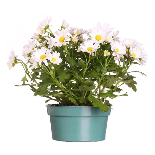 2050000398735 -  - Chrysanthème blanc