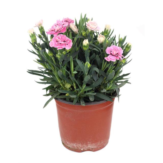 2050000402647 -  - Œillet de Poète