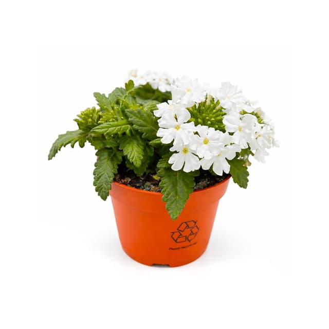 8717191034050 -  - Verbena blanc 
