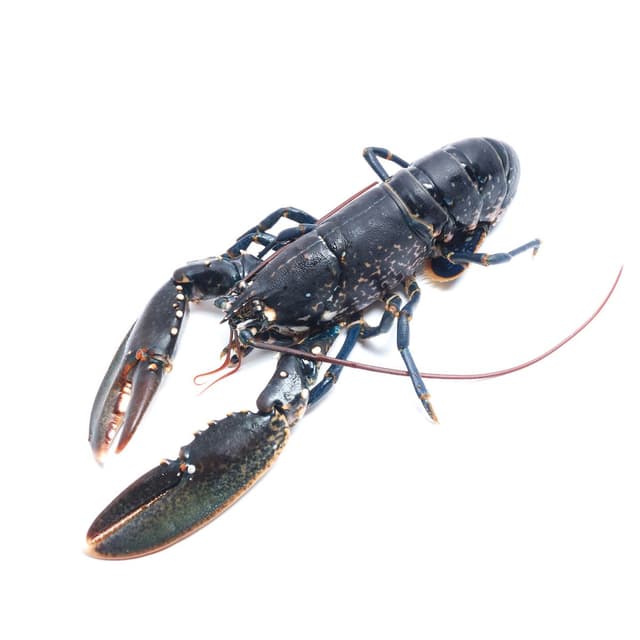 2050000328350 -  - Homard bleu vivant