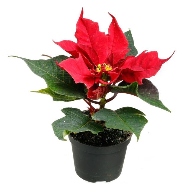 3770007553065 -  - Poinsettia rouge (mini)