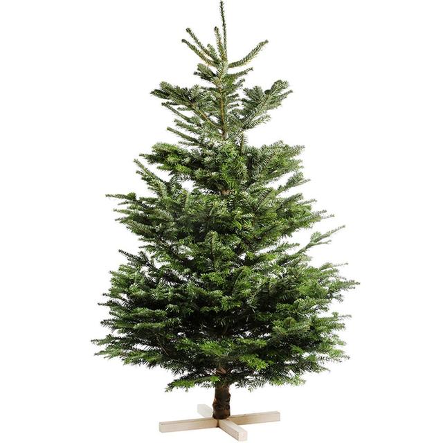 2000000771274 - Naudet - Pépinières - Sapin sur pied Nordmann Naturel