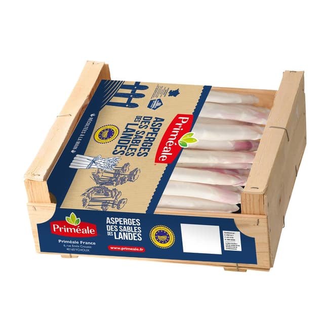 2050000421075 - Priméale - Asperge Violette (moyenne)