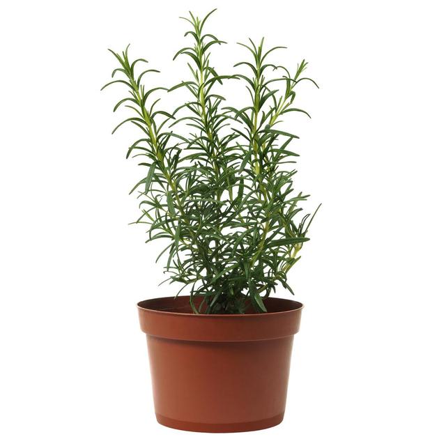 3760030111103 -  - Romarin Biologique (petit)