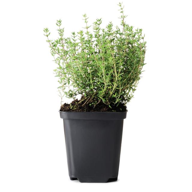 3760030111400 -  - Thym Biologique (petit) 