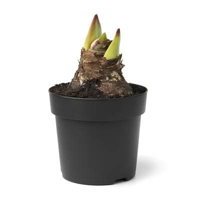 Amaryllis blanc/ rouge, 1 bulbe