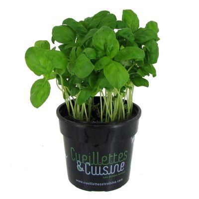 3411060061844 -  - Basilic frais 