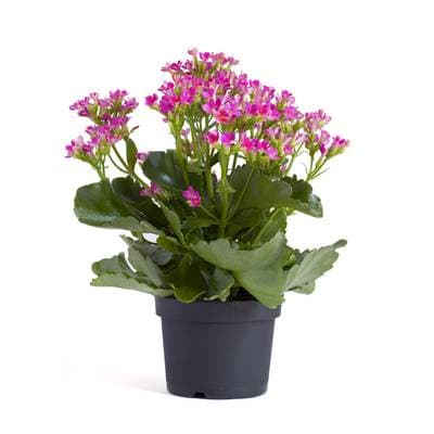 Fleur Kalanchoe Rose, 1 pot