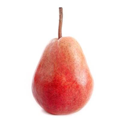 Thomas Le Prince Poire Louise Bonne