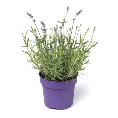 Lavande, 1 pot