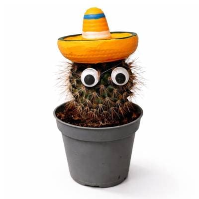 Mini Cactus, 1 pot
