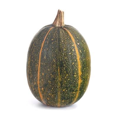 Courge Spaghetti Verte, 1 Pièce