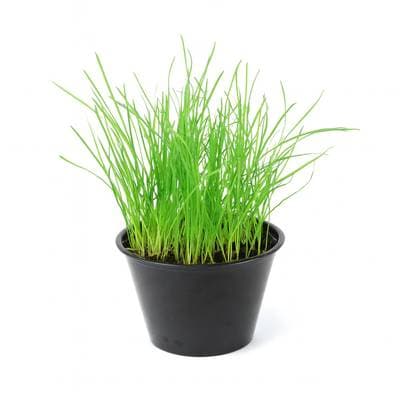 Herbe à Chat, 1  Pot