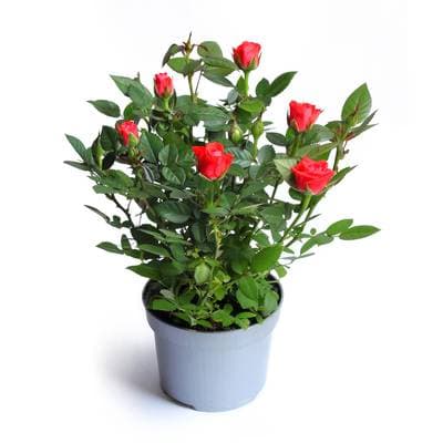 Fleur Mini Rosier Rouge, 1 Pot