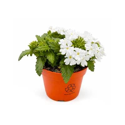 Verbena blanc, 1 pot