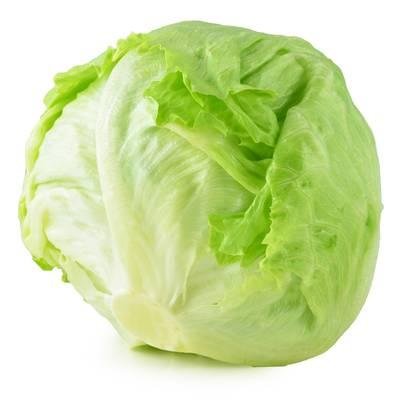  - Laitue Iceberg