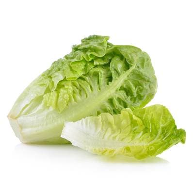 Salade Sucrine, Sachet de 6 Pièces