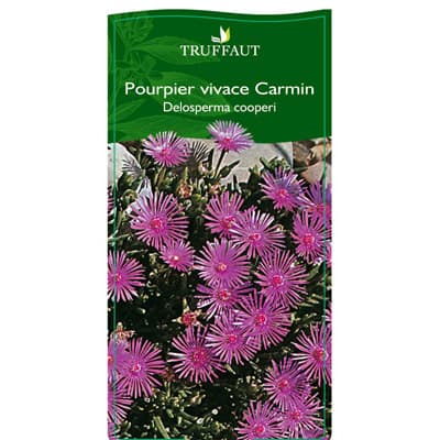 3423072025455 - Truffaut - Pourpier vivace Carmin