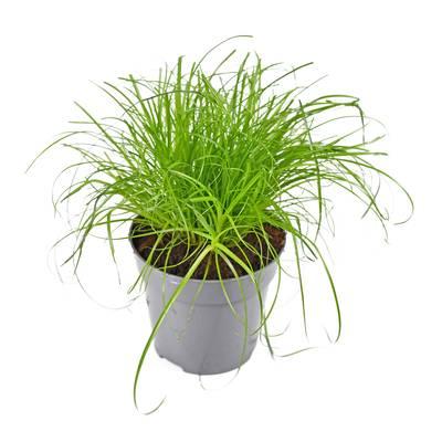  - Herbes à chat