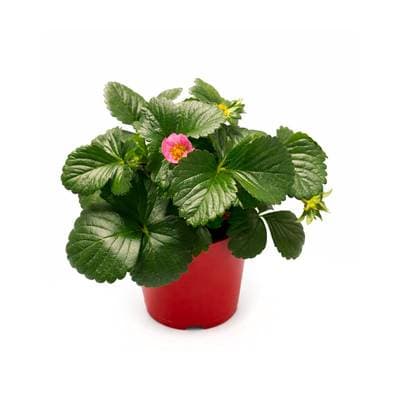 Plant de fraise des bois, 1 pot