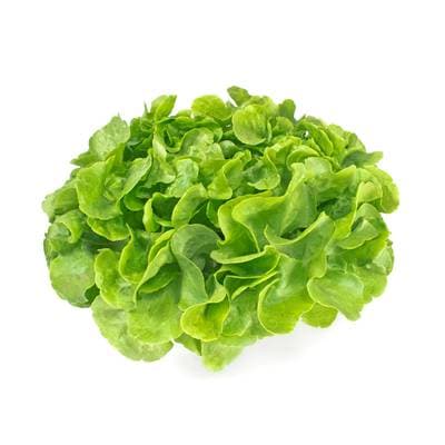Fermes Debout  Salade Feuille de Chêne verte, 1 pièce