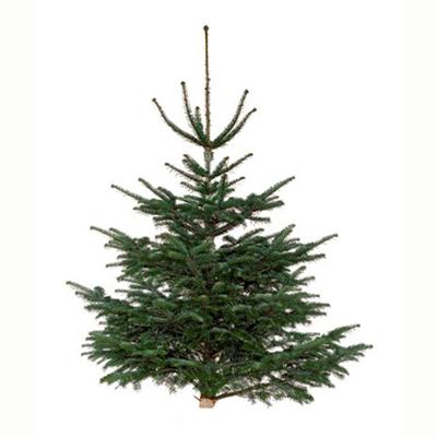 2000000266565 - Naudet - Pépinières - Sapin sur pied Nordmann Naturel   