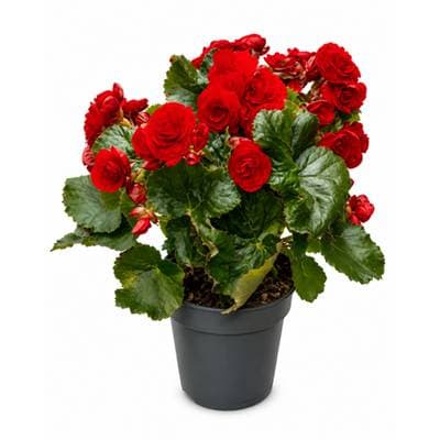 Bégonia Rouge (petit)