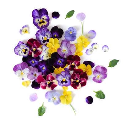 mini Pensées (fleur comestible), Barquette de 10g