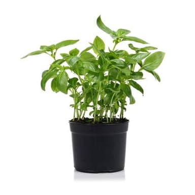 Les Paysans Bio Basilic pot (grandes feuilles), 1 pot