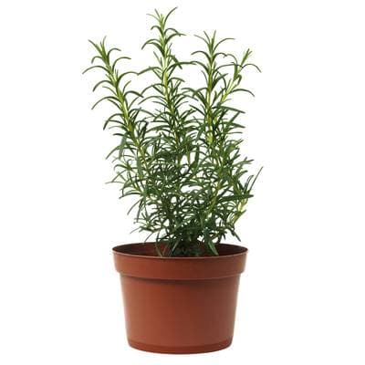 Romarin Biologique (petit), 1 pot