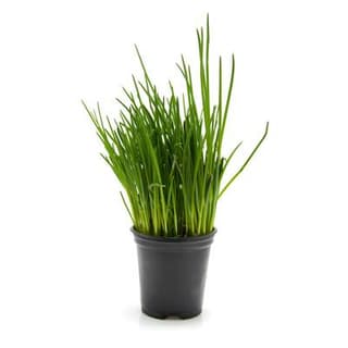 Les Paysans Bio Ciboulette Biologique, 1 Pot