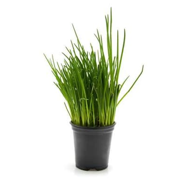 Les Paysans Bio Ciboulette Biologique, 1 Pot