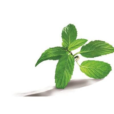 7613035408289 - Special T By Nestle - Thé intense mint