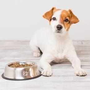 Kit pour Chien