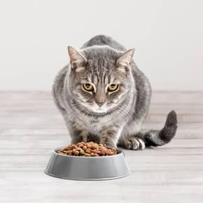 Kit pour Chat