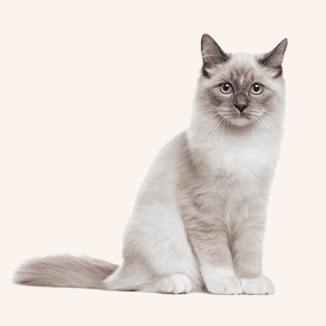 Produits pour chats