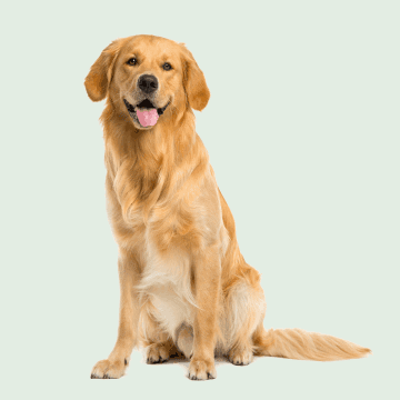 Nouveaux produits pour animaux
