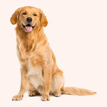Produits pour chiens