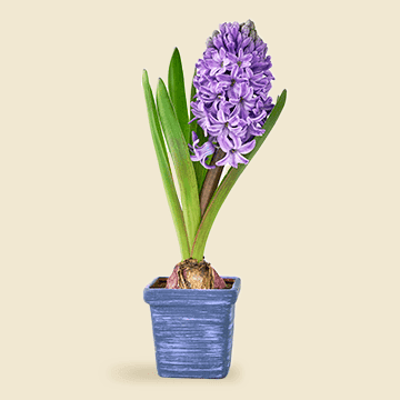 Fleurs et plantes